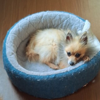 至急！4歳♂ポメの男の子です