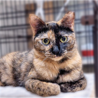 【募集一時停止】みたらしちゃん