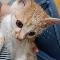 猫の譲渡会　in　名古屋市昭和生涯学習センター サムネイル2