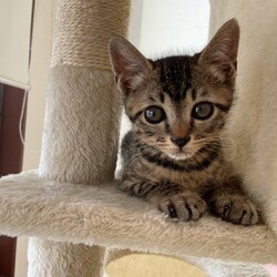 猫の譲渡会　in　名古屋市昭和生涯学習センター サムネイル2