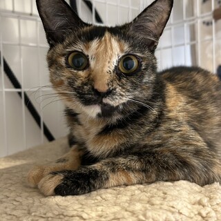 サビ猫　ココちゃん