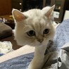あかぶたぶたさん