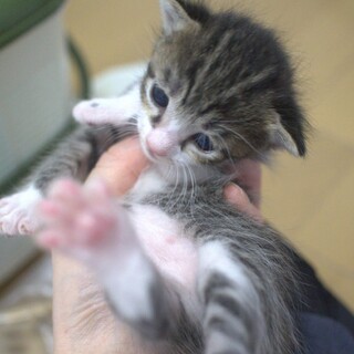 生後2週間の子猫さん