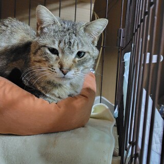 尻尾が長いキジトラ君