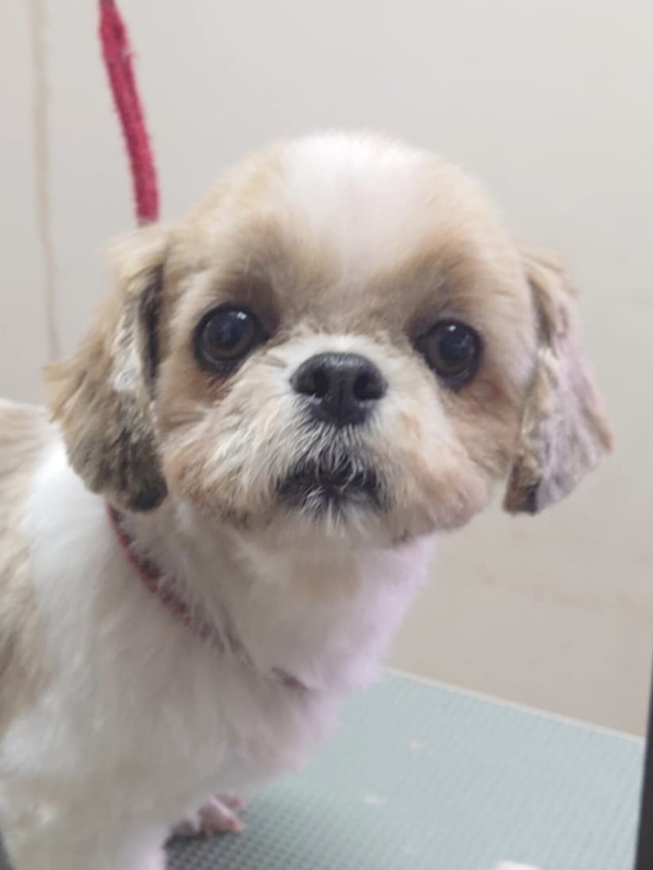 美形❣️明るく穏やかな小」山梨県 - 犬の里親募集(515816