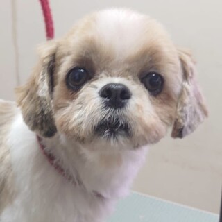 美形❣️明るく穏やかな小さめシーズー女子　