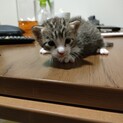 生後2週間の子猫さん