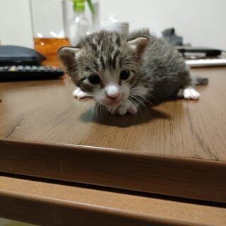 生後2週間の子猫さん