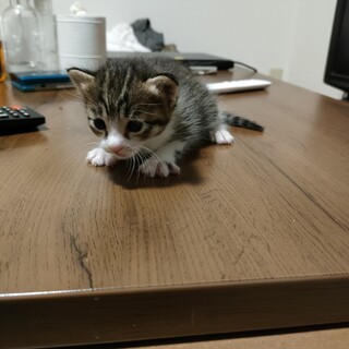 生後2週間の子猫さん