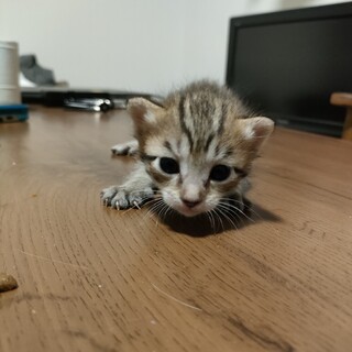 生後2週間の子猫さん