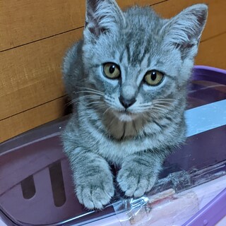 甘々ラブリーな美人さん♡なゆた