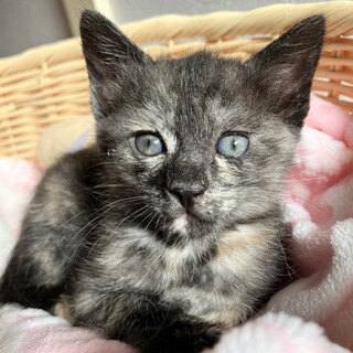 【5/25東銀座】楓ちゃん★1カ月半♪