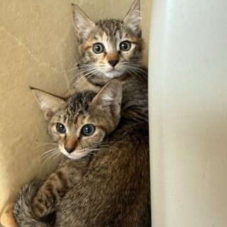 生後3ヶ月の美人姉妹の里親さん募集