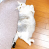 の写真