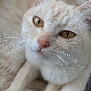 甘えん坊の食いしん坊