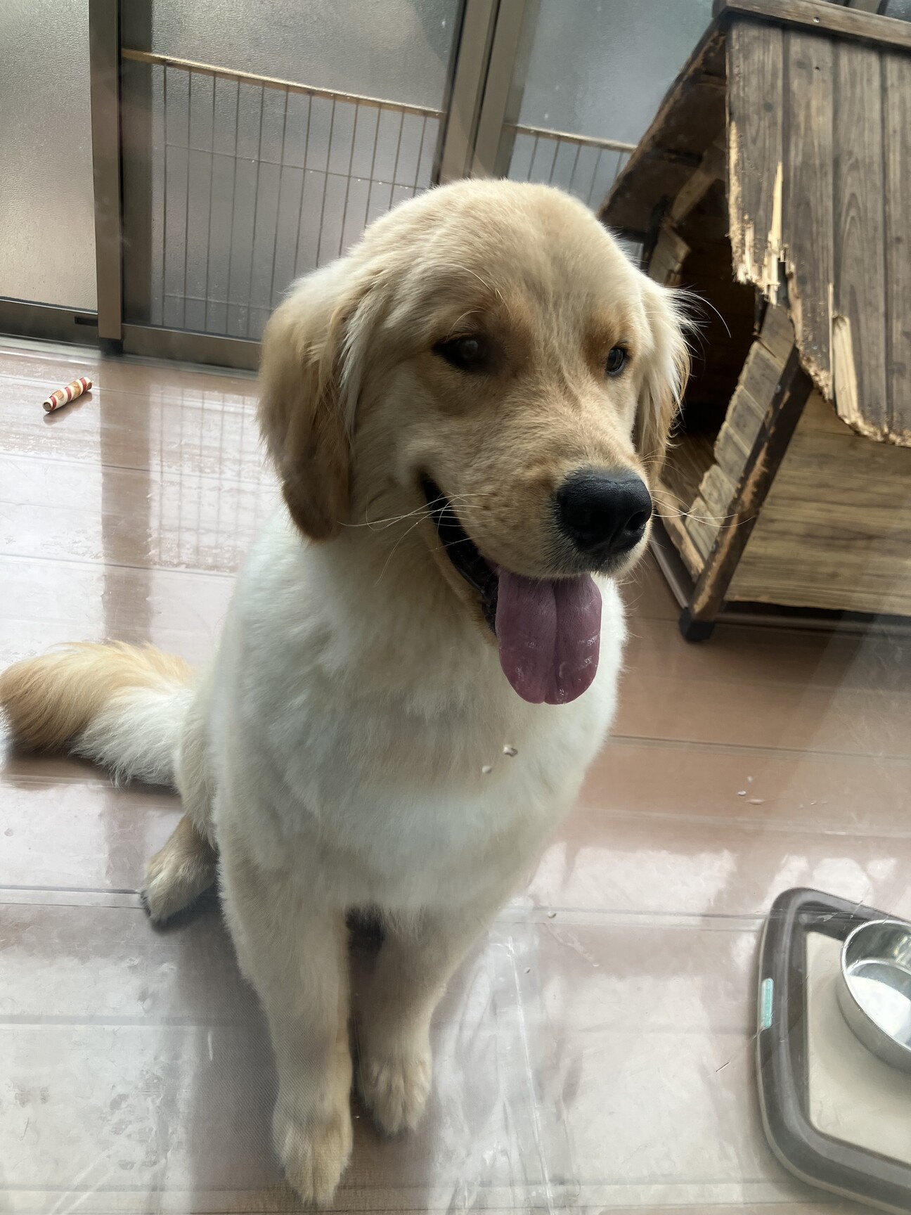 1歳ゴールデン男の子優し」福島県 - 犬の里親募集(515837