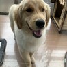 1歳ゴールデン男の子優しい家族募集 サムネイル2