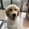 1歳ゴールデン男の子優しい家族募集 サムネイル3