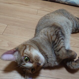 緊急で里親様募集しております｡オス、メスいます