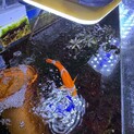 カクレクマノミの里親を募集します
