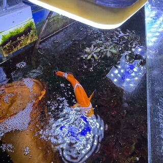 カクレクマノミの里親を募集します