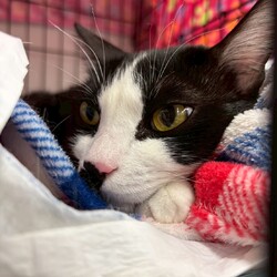 まだら家 サムネイル2