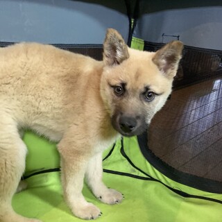 保健所からレスキュー！　元気なリアス君！