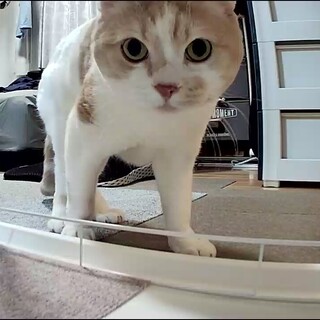 スコティッシュフォールド