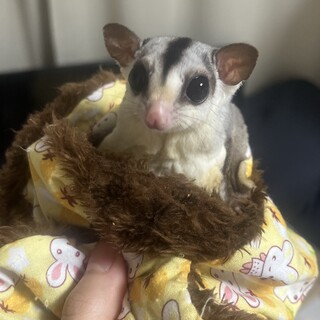 フクロモモンガ　モザイク　メス　4歳