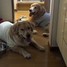 RiLinoさん