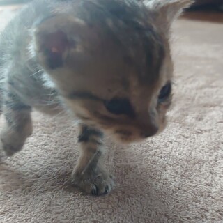 元気いっぱいキジトラの女の子