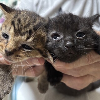 1ヶ月未満の黒猫女の子3匹とキジトラ男の子