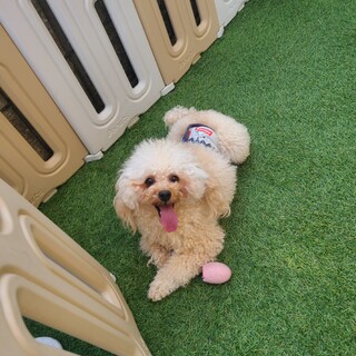 甘えん坊なトイプードル男の子 ２歳