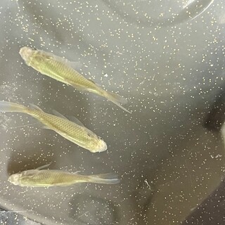 イエローコメットの幼魚