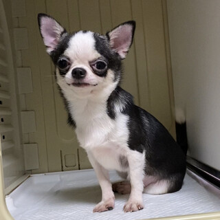 【一次募集停止】スムースチワワ 5歳 女の子