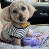 ココアとバニ