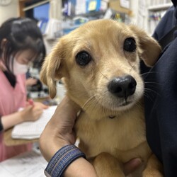 東京・品川区「犬の譲渡会」 サムネイル3