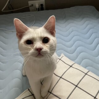 デボンxブリティッシュ♂男の子募集