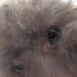 プードル女子のスイトピー