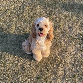 アメリカンコッカースパニエルのミルくん