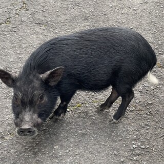 とても可愛いマイクロブタです