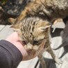 家に住み着いてしまった野良猫です。 サムネイル5
