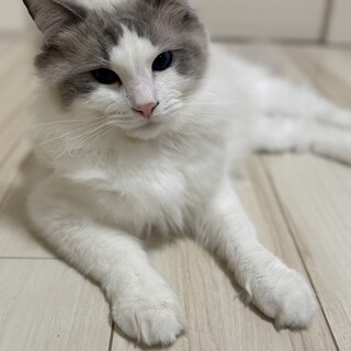 【里親決定、募集終了】