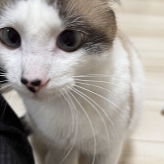 【里親決定、募集終了】