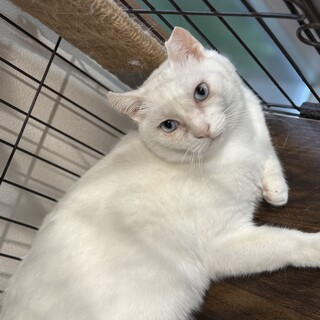 大人しい美猫ニナちゃん