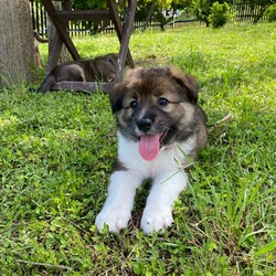 瀬戸内わん+にゃんマーケット サムネイル1