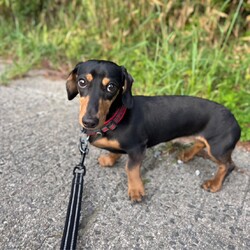 瀬戸内わん+にゃんマーケット サムネイル2