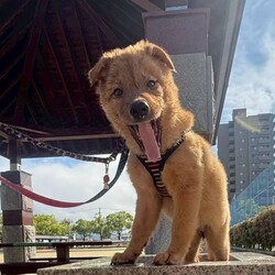 瀬戸内わん+にゃんマーケット サムネイル3