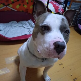 アメリカンブリー バスくん