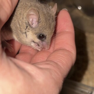 アフリカヤマネ(オス)  1歳半